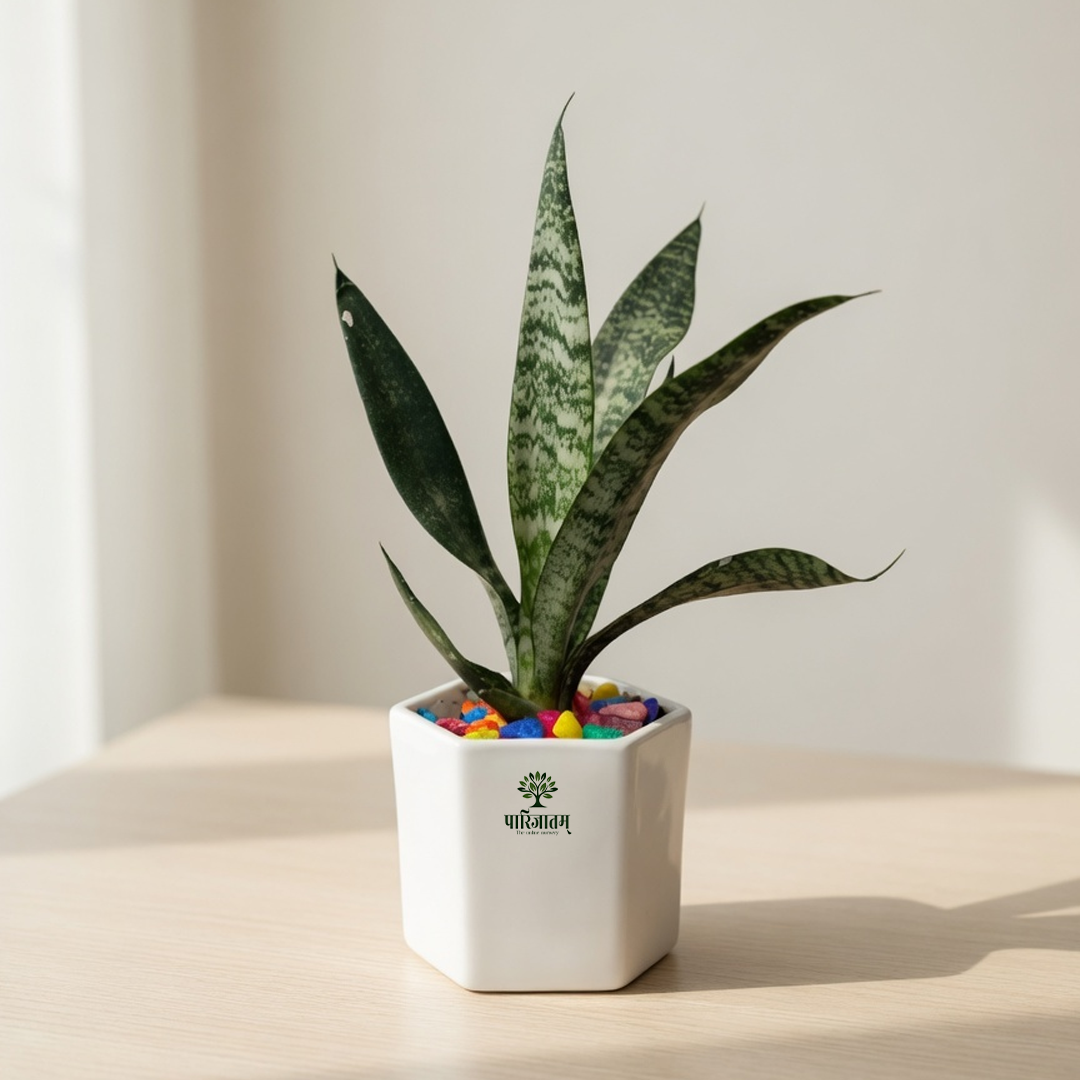 Snake Plant in Hexagonal Pot