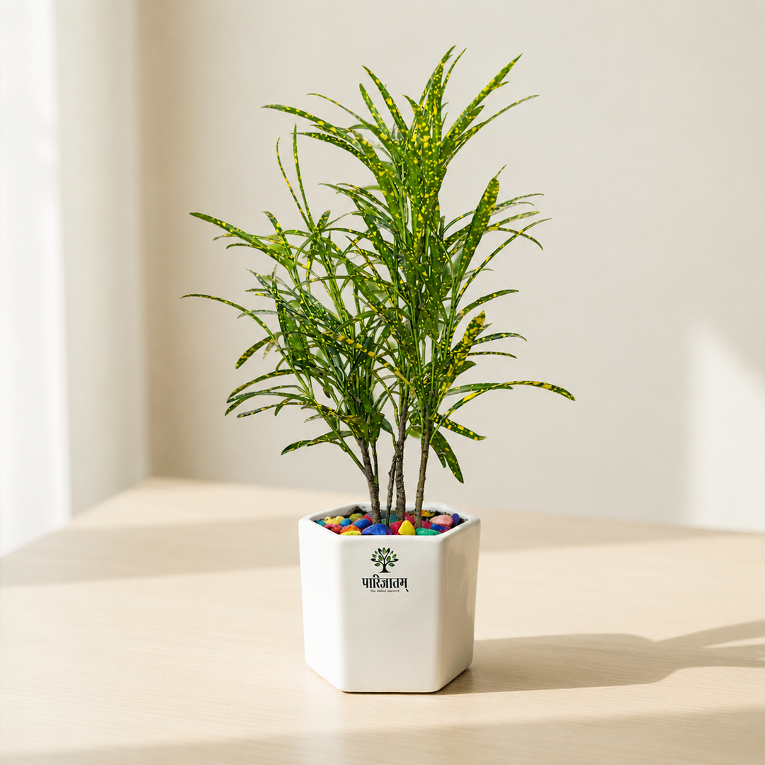 Decorative Croton Plant in Ceramic Pot