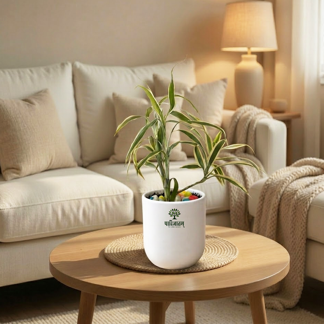 Dracaena Indoor Plant