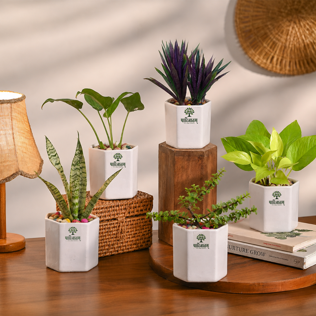 Decorative Indoor Plant Set