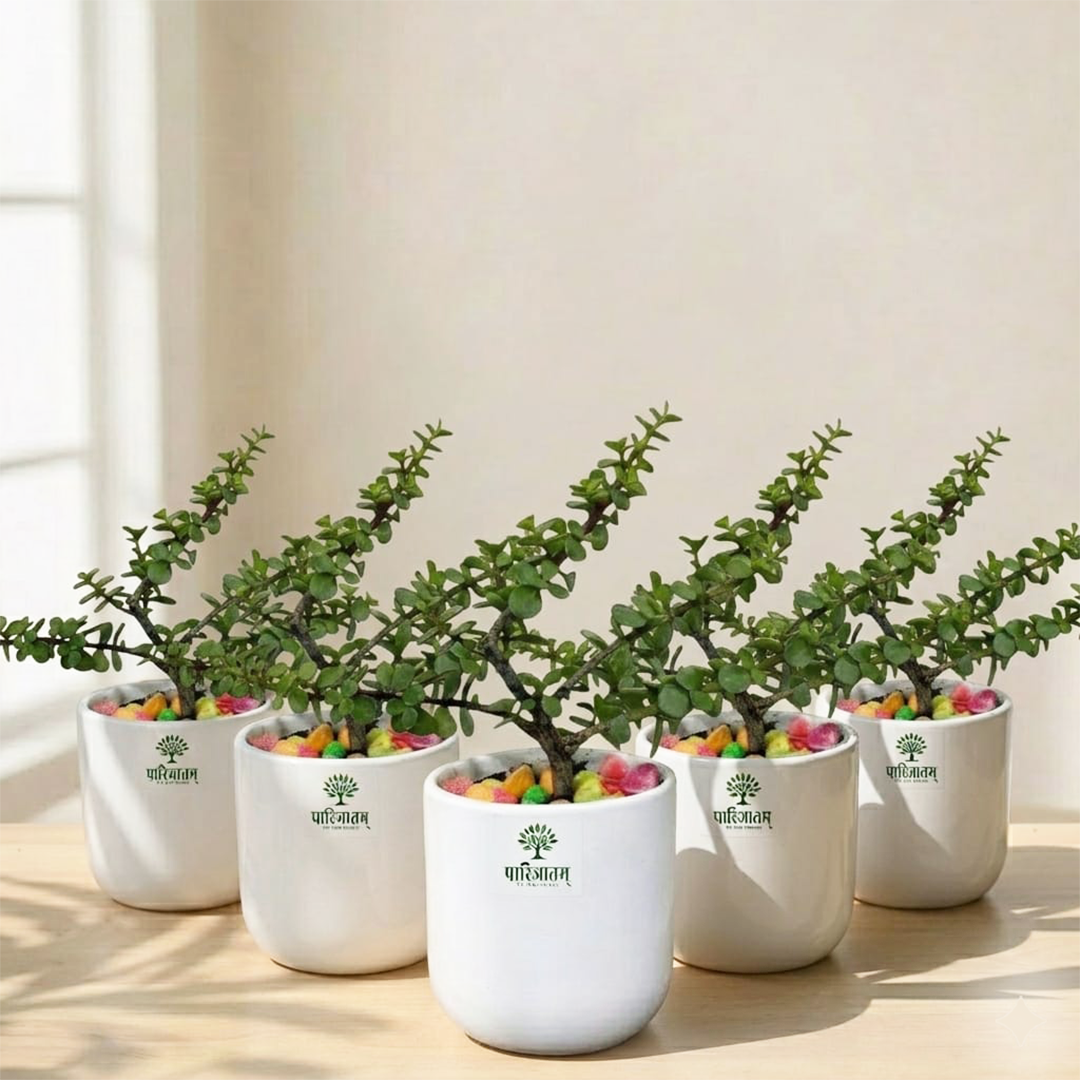 Jade Plant in Ceramic Pot