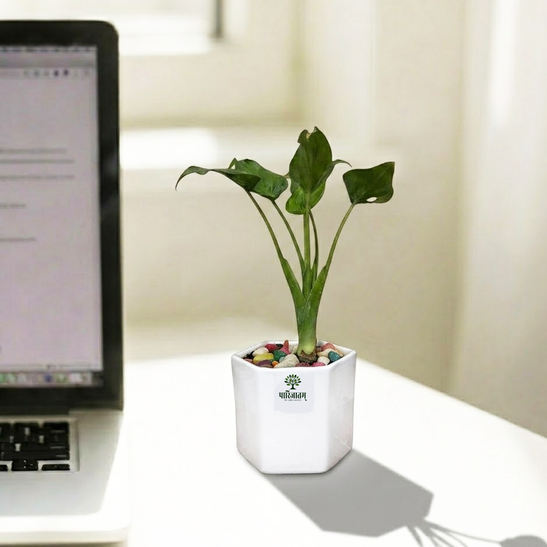 Potted Indoor Plant