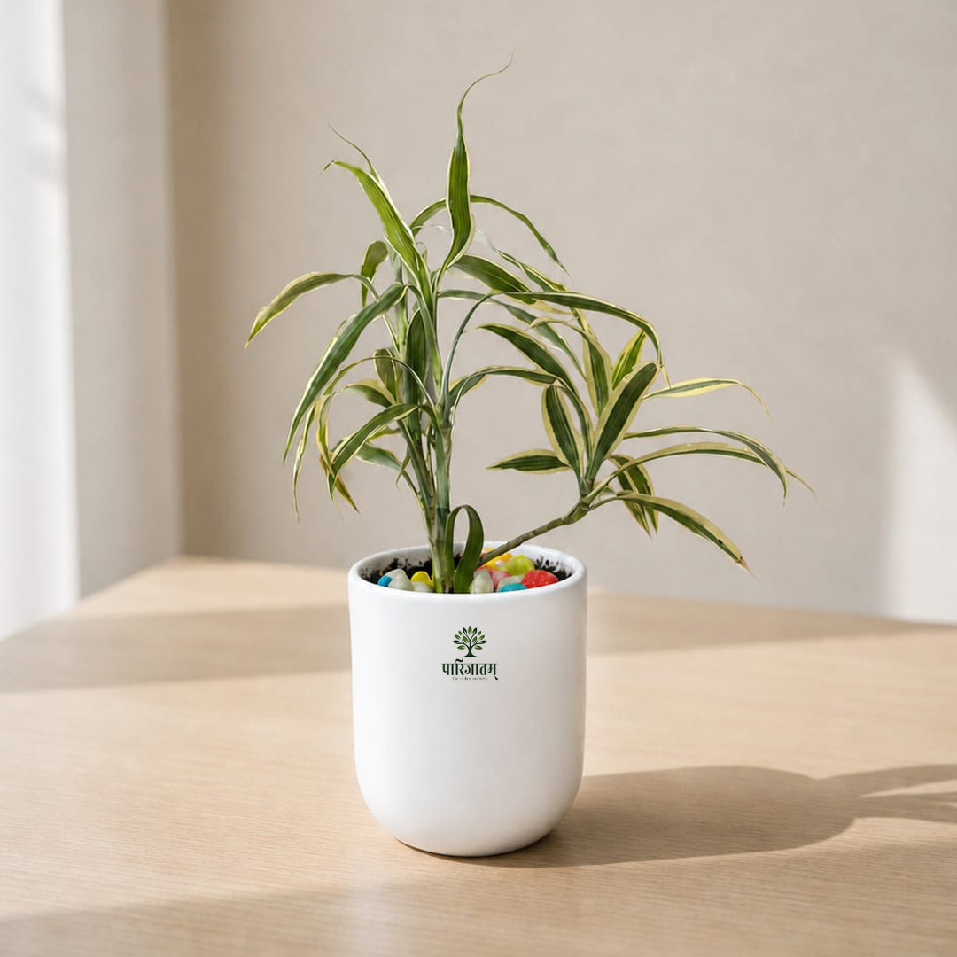 Dracaena Plant in Ceramic Pot