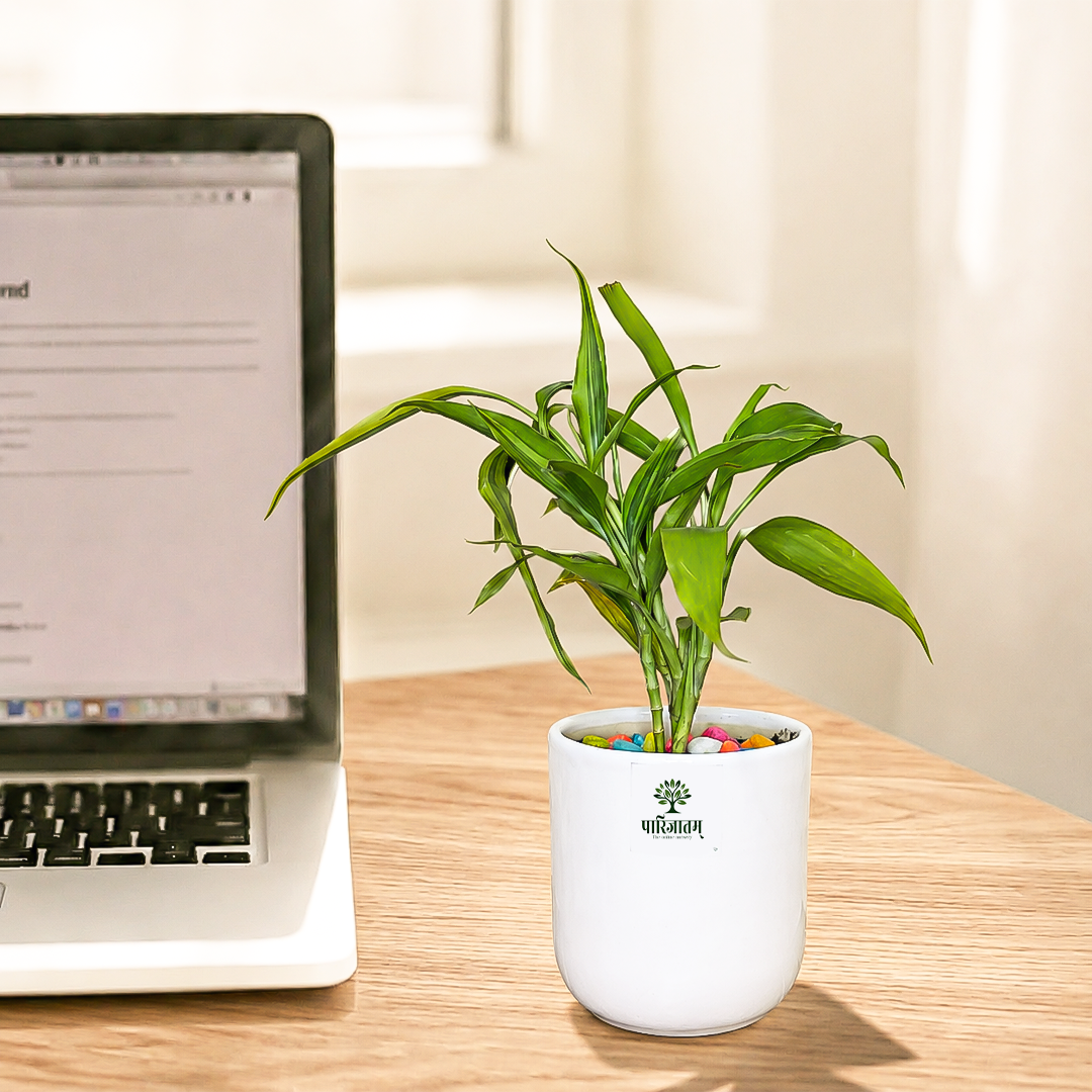 Lucky Bamboo Plant in Ceramic Pot