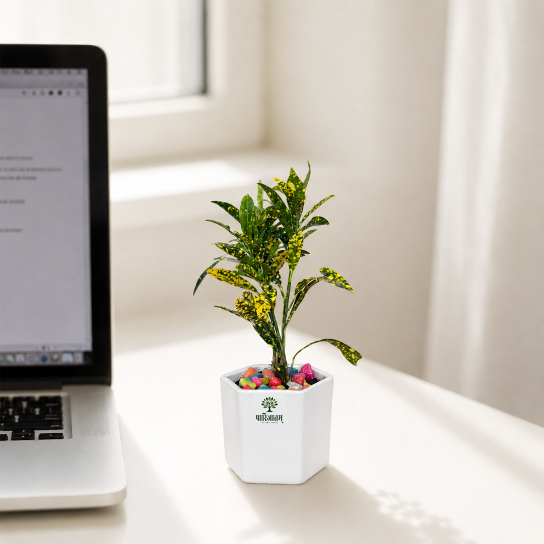 Croton Plant in White Ceramic Pot