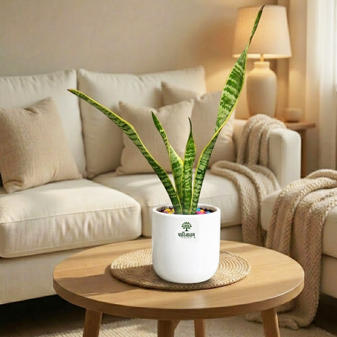 Snake Plant in Ceramic Pot