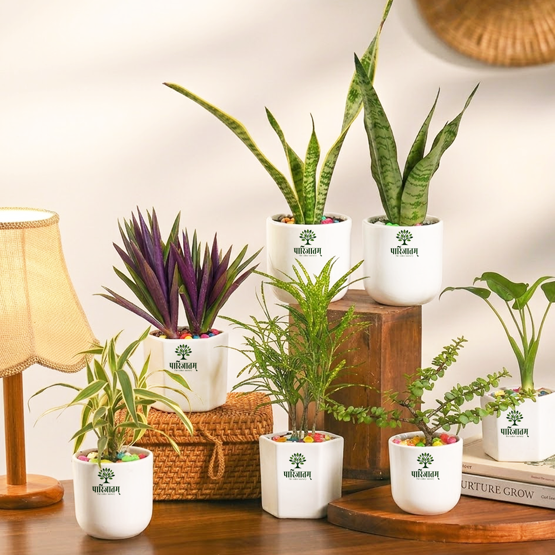 Indoor Plant Set with Ceramic Pots