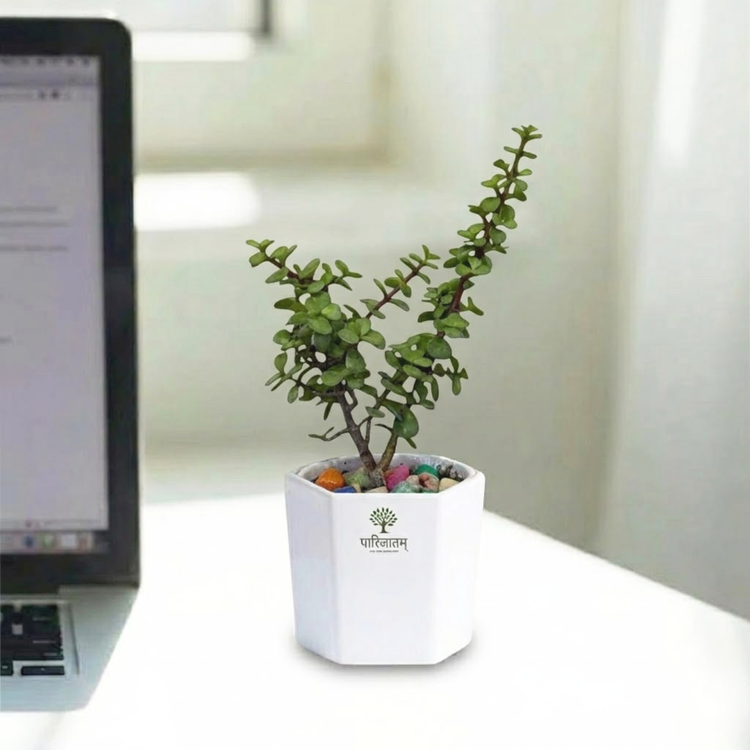 Jade Plant in White Hexagon Pot