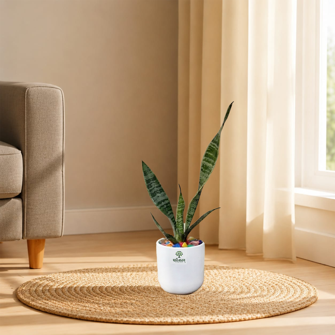 Snake Plant in Ceramic Pot