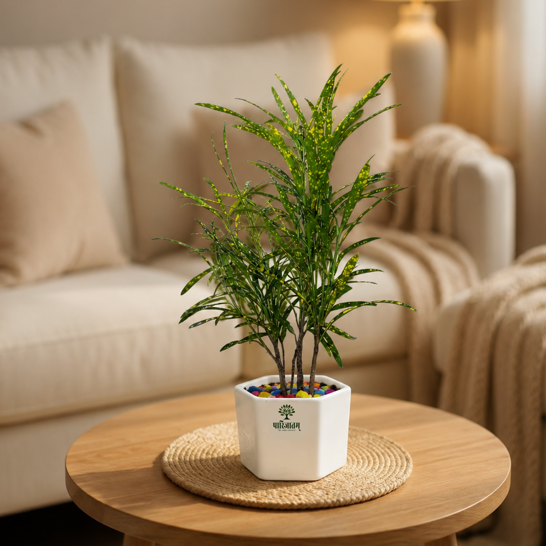 Indoor Croton Plant in Hexagonal Pot