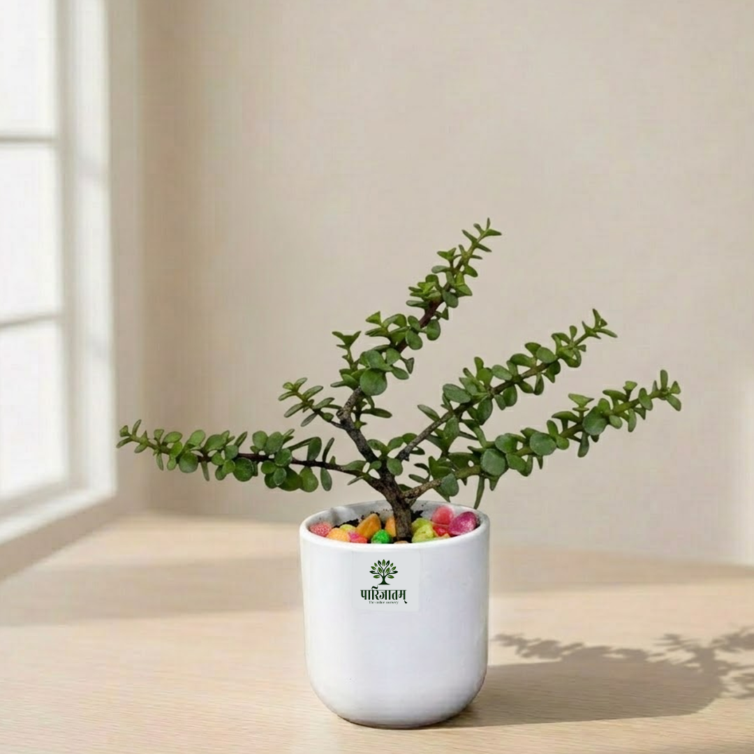 Jade Plant in White Ceramic Pot