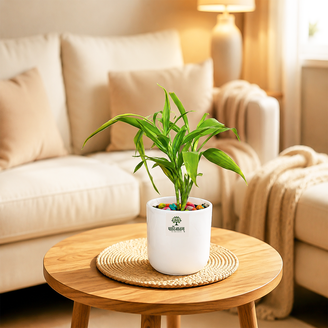 Lucky Bamboo Plant in Ceramic Pot