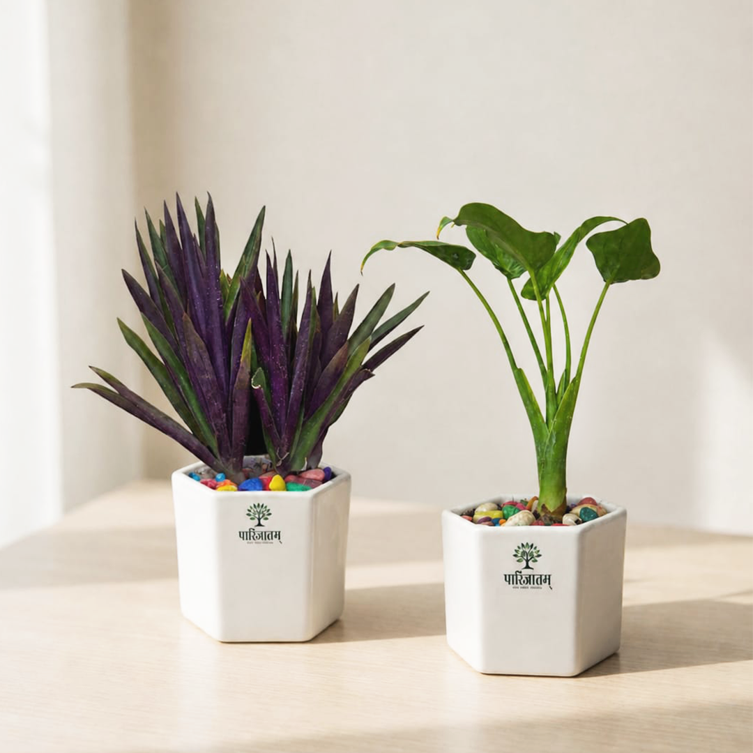 Decorative Indoor Plants Set