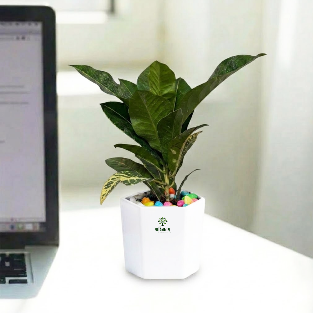 Desk Croton Plant