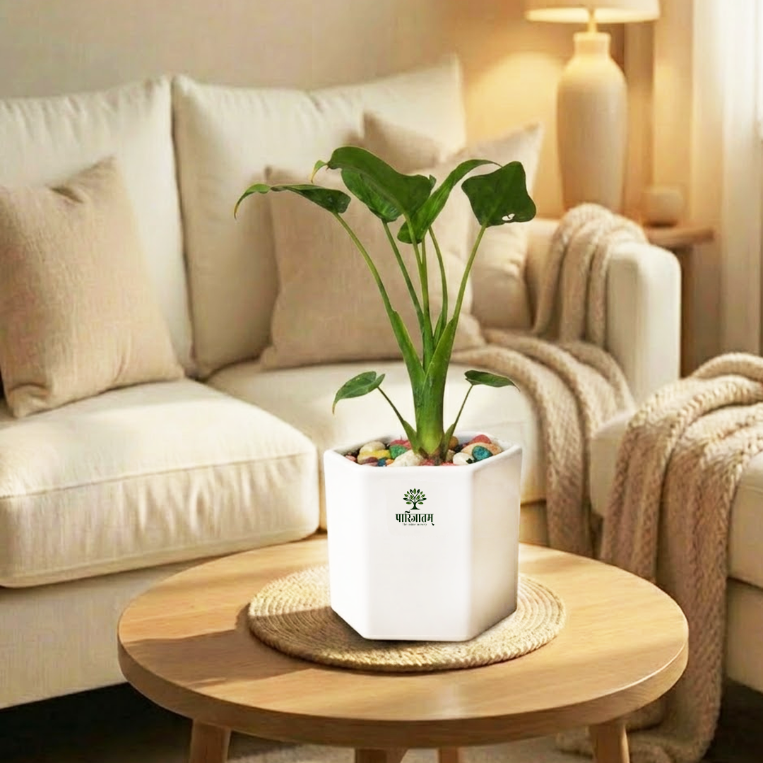 Monstera Indoor Plant in White Pot