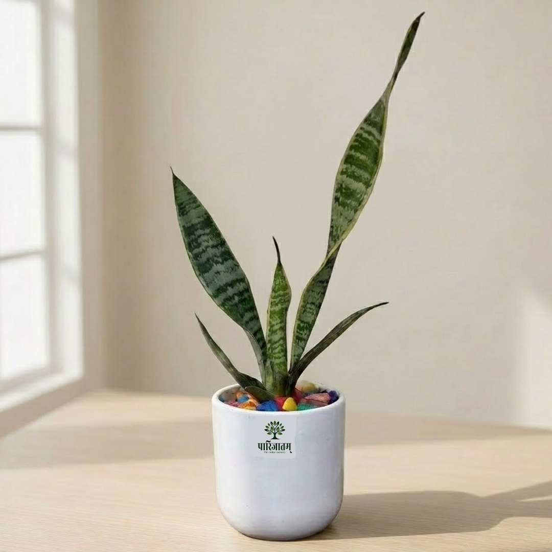 Snake Plant in Ceramic Pot