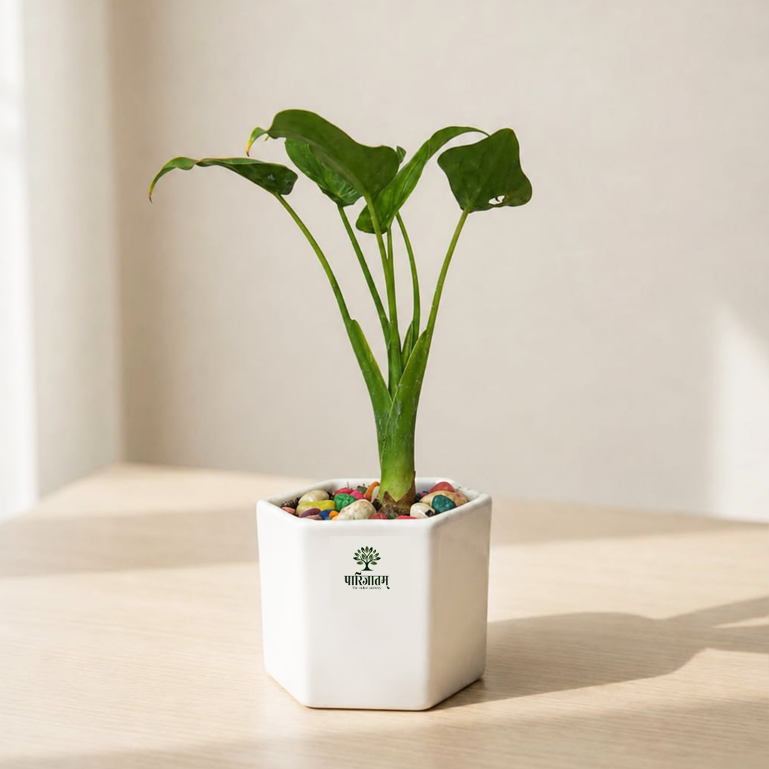 Peace Lily Plant in Ceramic Pot