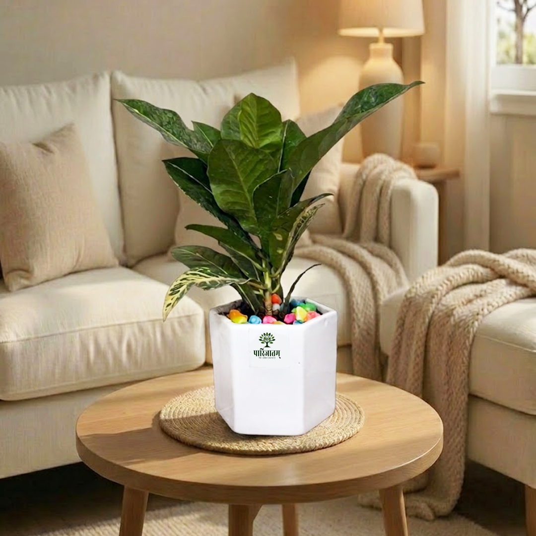 Decorative Indoor Plant with White Pot