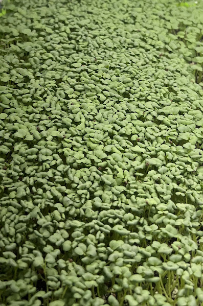 Mustard Green Microgreens