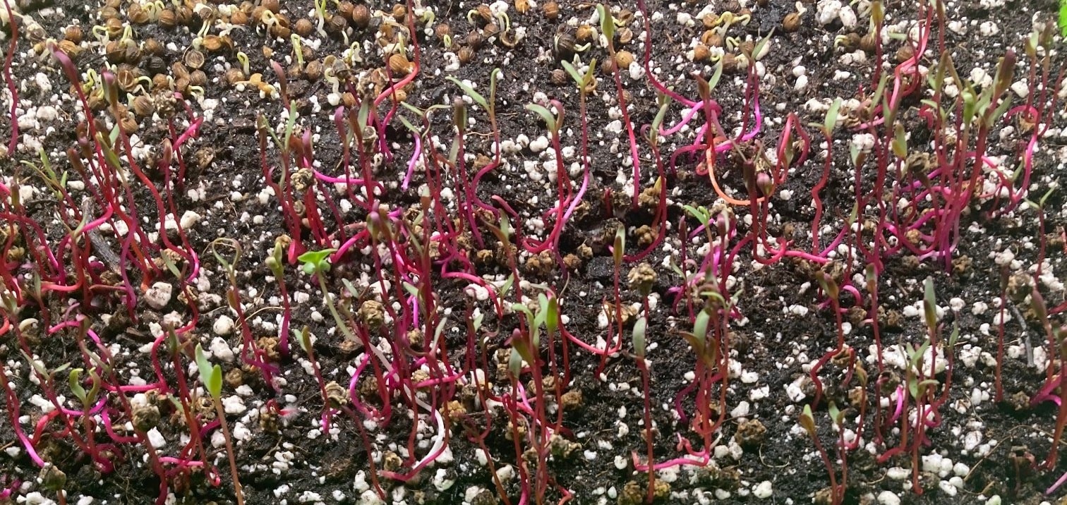 Bulls Blood Beets - 1 oz
