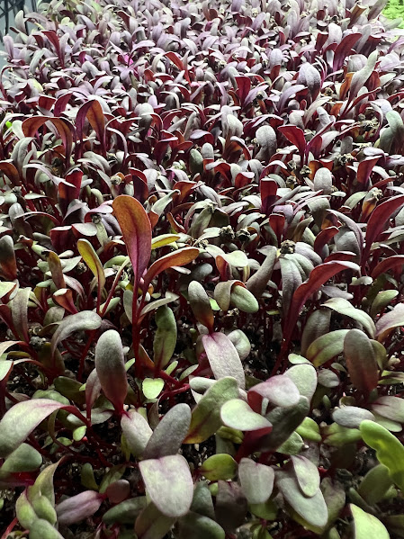 Bulls Blood Beets - 1 oz