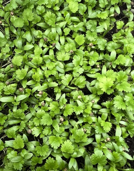 Cilantro- 1 oz