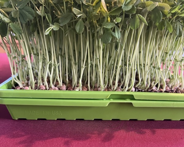 Pea Tendrils - 1 oz