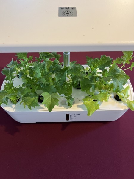 Cilantro- 1 oz