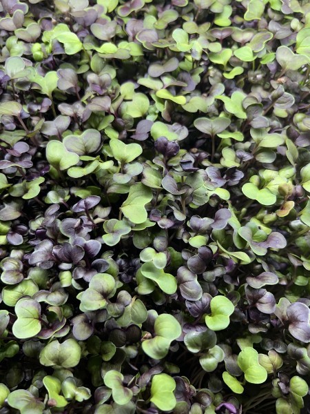 Rambo Radish- 2 oz