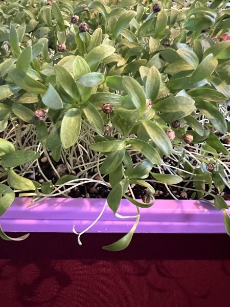 Cilantro- 1 oz