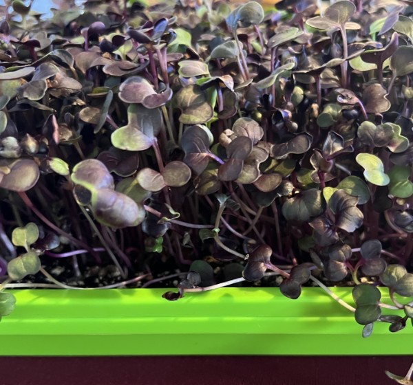Rambo Radish- 2 oz