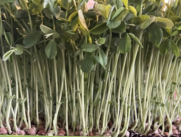 Pea Tendrils - 1 oz