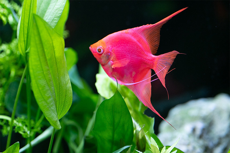 Pink Angelfish