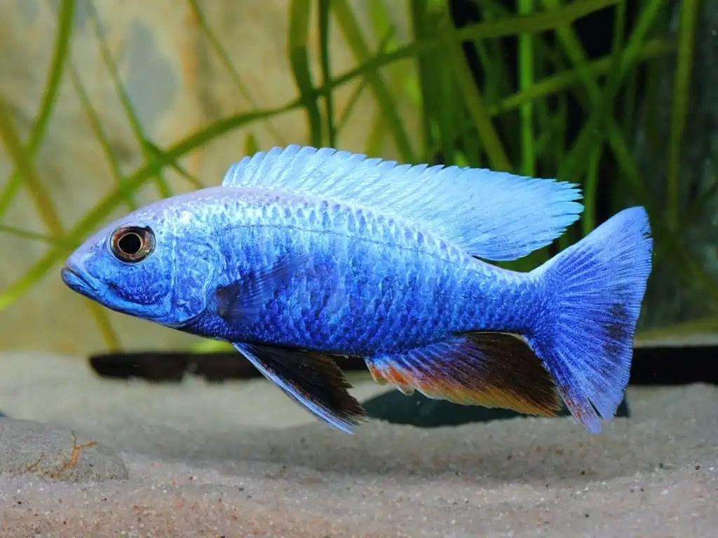 OB Ahli Fish