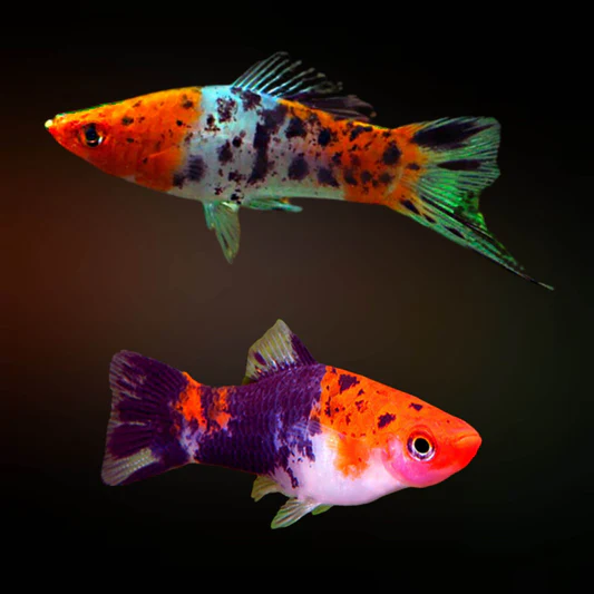 Koi Swordtail