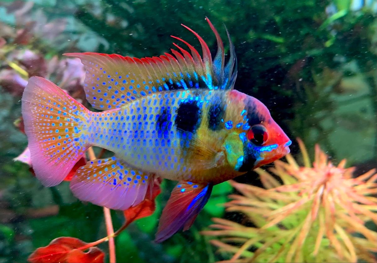 Electric Blue Ram Cichlid