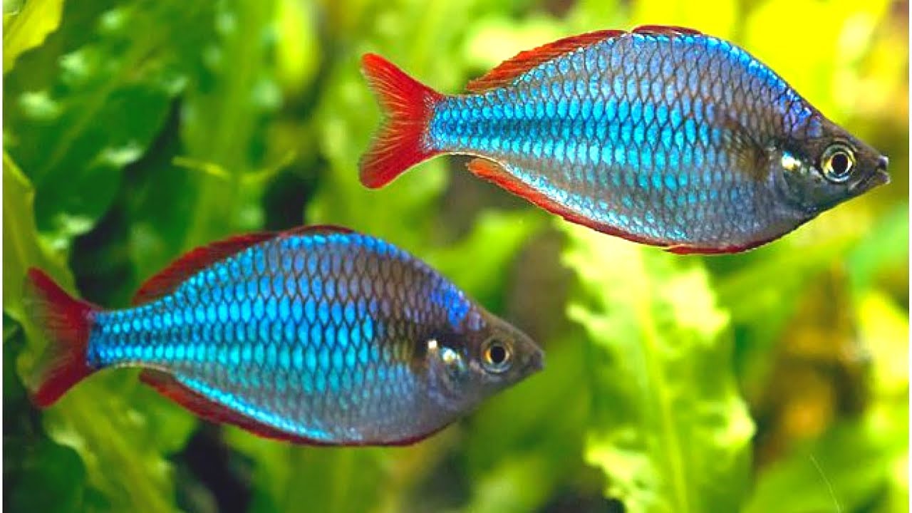 Neon Blue Rainbowfish