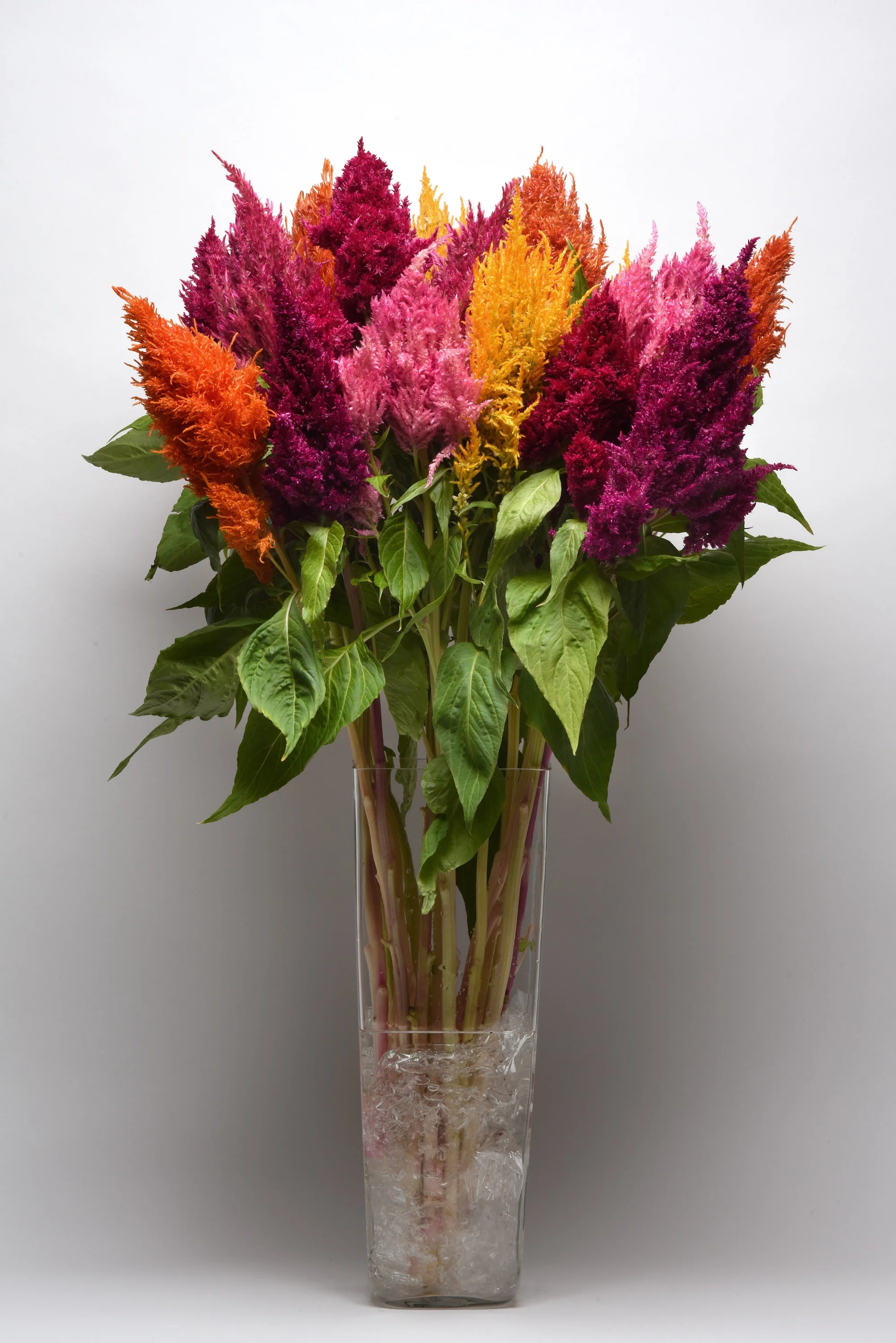 Celosia Sunday Mix