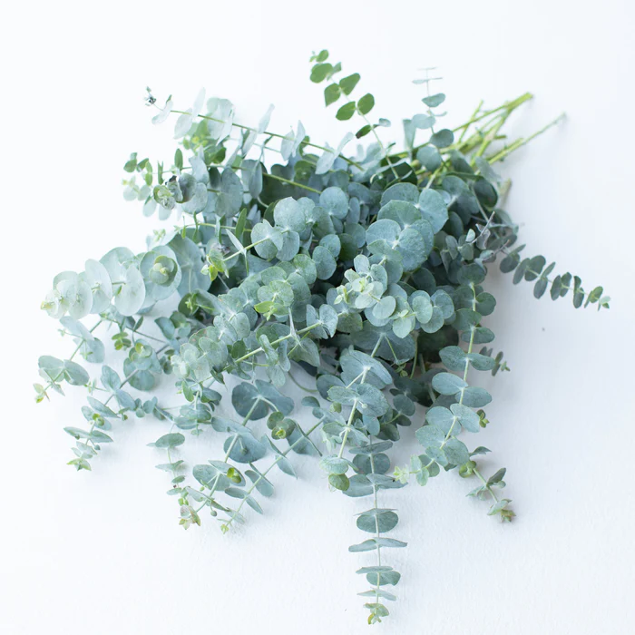 Baby Blue Spiral Eucalyptus