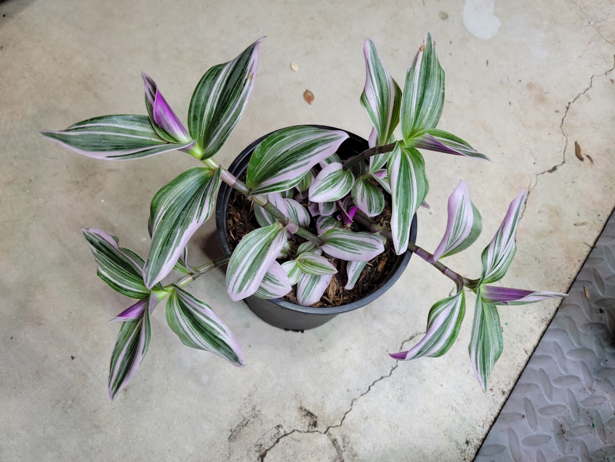Tradescantia Seedling - By Request