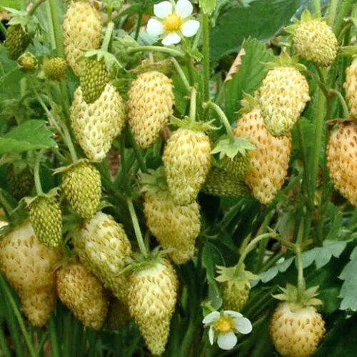 Yellow Wonder Strawberry
