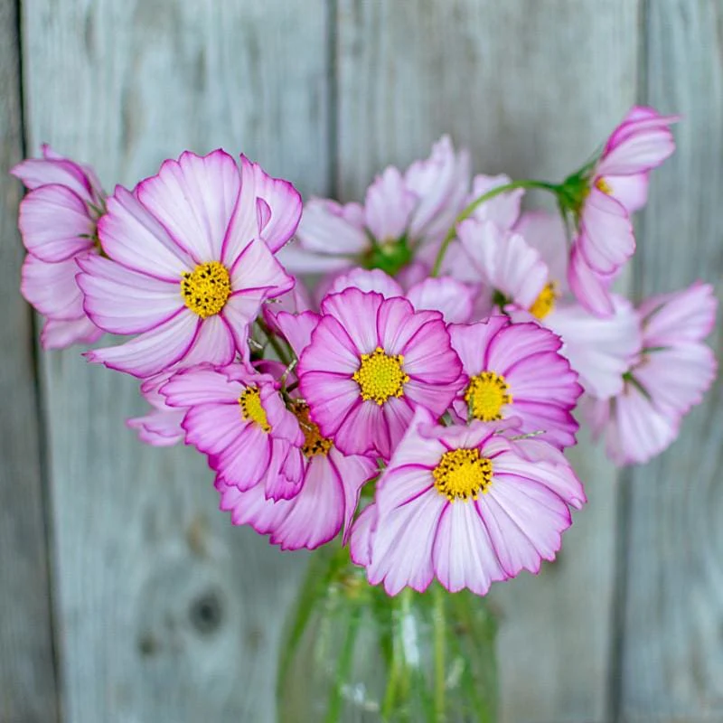 Cosmos Flowers - Various