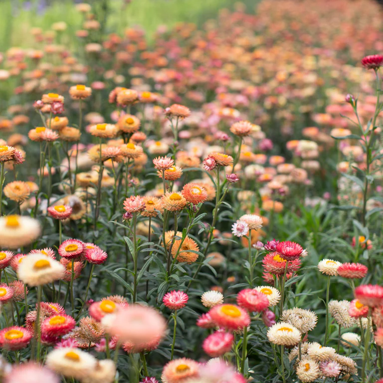 Strawflowers - Various