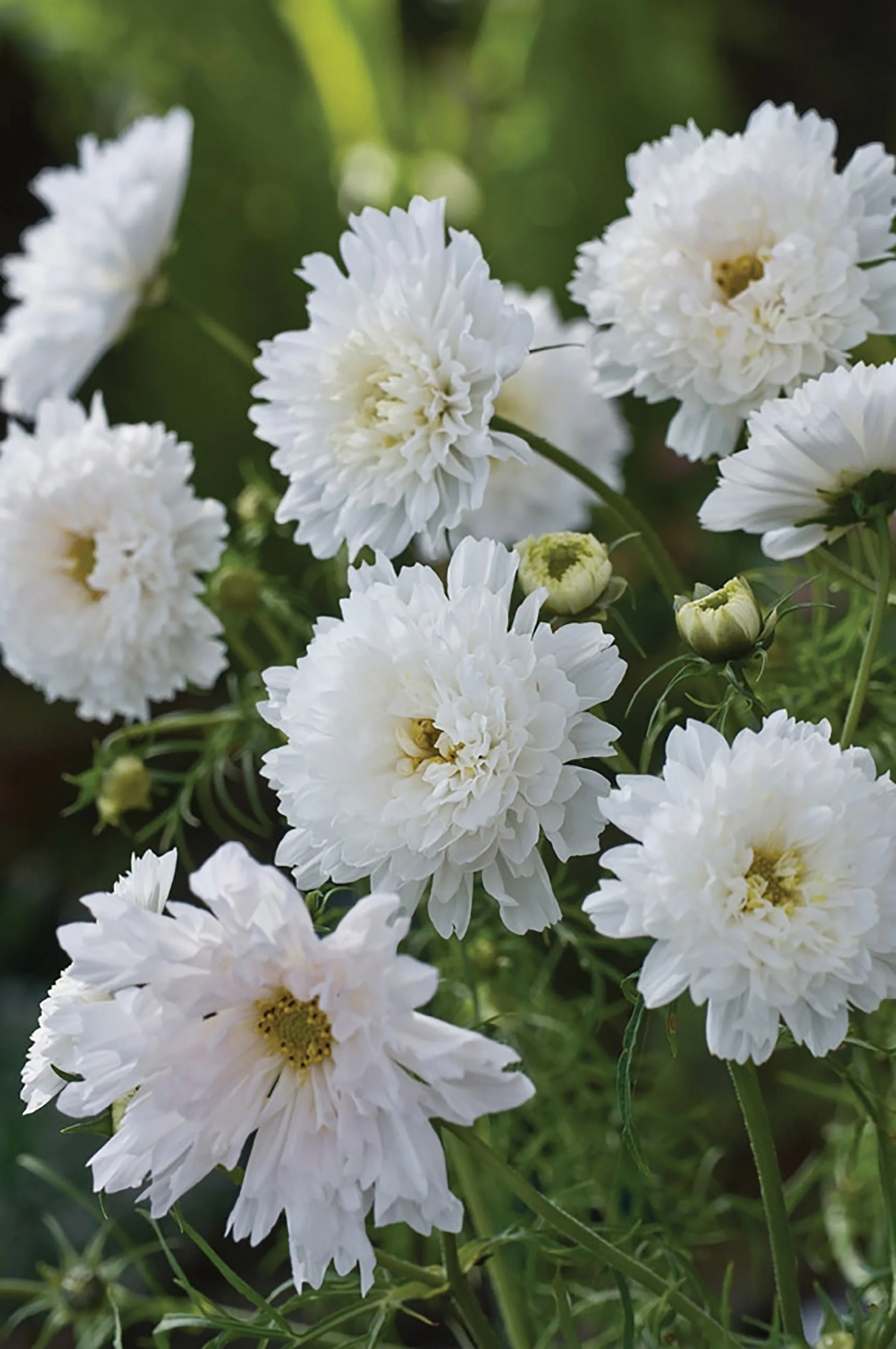 Cosmos Flowers - Various