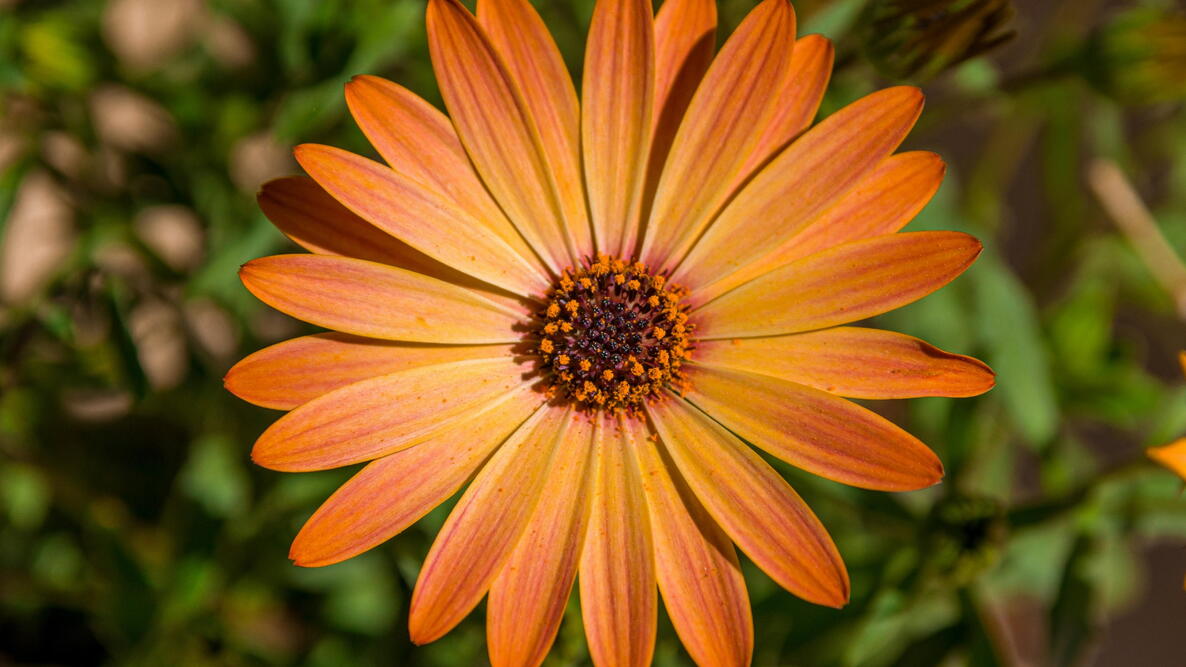 Daisy Flowers - Various