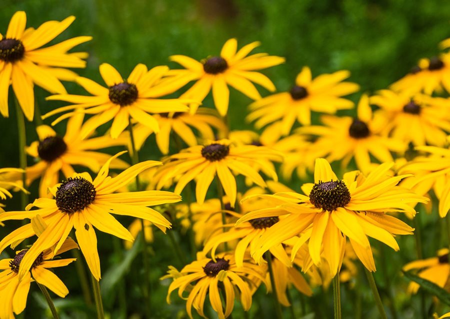 Rudbeckia Black Eyed Susan