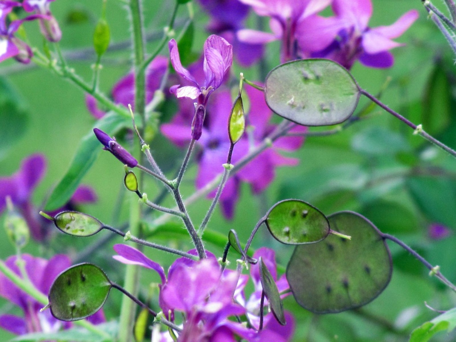 Lunaria Money Plant