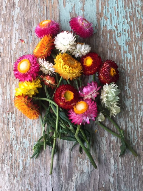 Strawflowers - Various