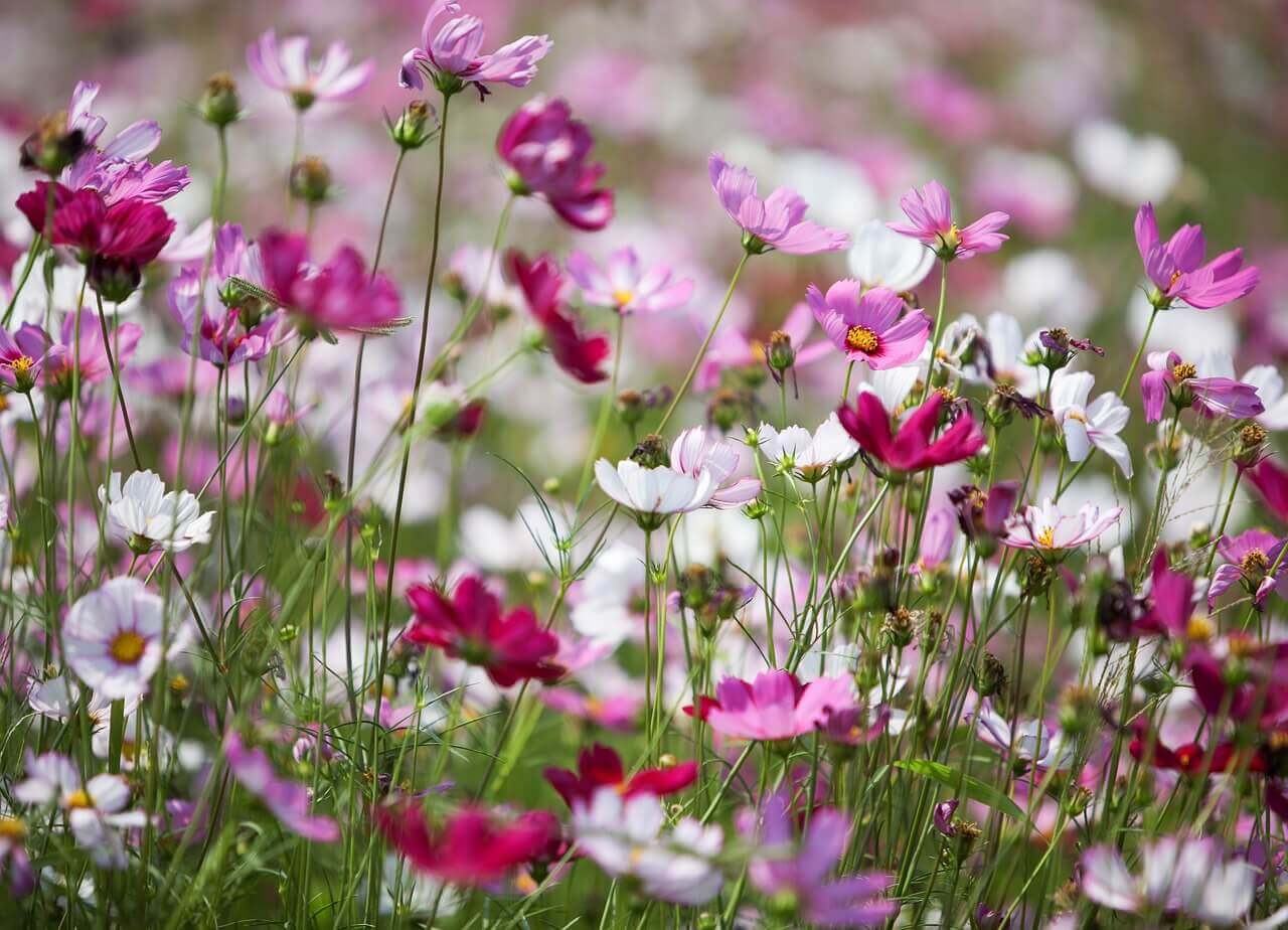 Cosmos Flowers - Various