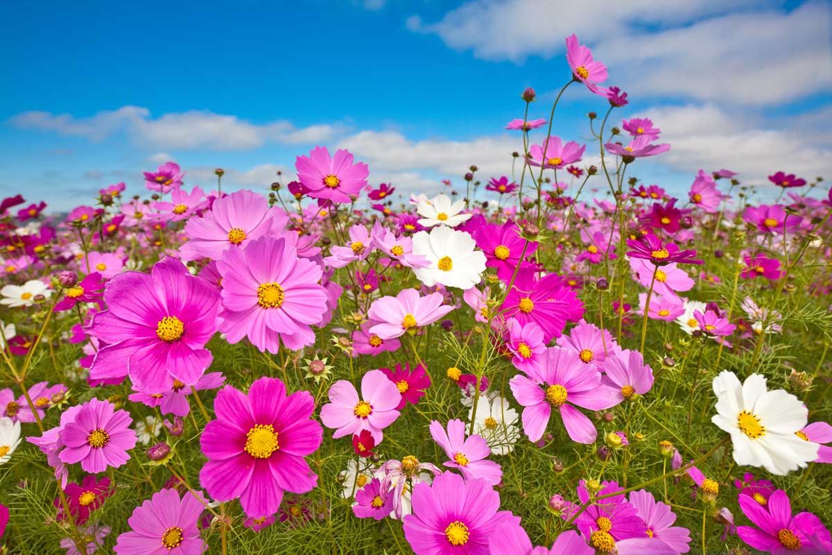 Cosmos Flowers - Various